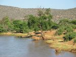 14157 Elephants drinking in river.jpg